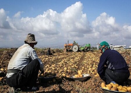 صادرات سیب زمینی از اردبیل به کشورهای خارجی همچنان ادامه دارد