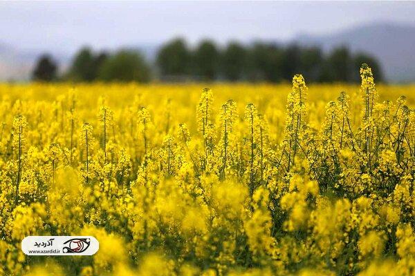 ۲۰۰۰ هکتار از اراضی کشاورزی بیله سوار به زیر کشت کلزا رفت