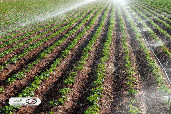 پنجمین کاروان ترویج بهره وری الگوی کشت ملی محصولات پائیزه برگزار می شود