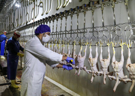 جریمه مدیر یک کشتارگاه مرغ به دلیل گرانفروشی
