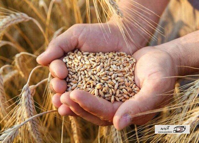 افزایش ۱۵ درصدی خرید گندم