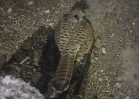 متهم زنده‌گیری پرندگان شکاری در منطقه مغان دستگیر شد