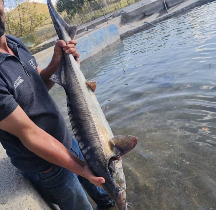 اجرای طرح پرورش ماهیان خاویاری در شهرستان انگوت