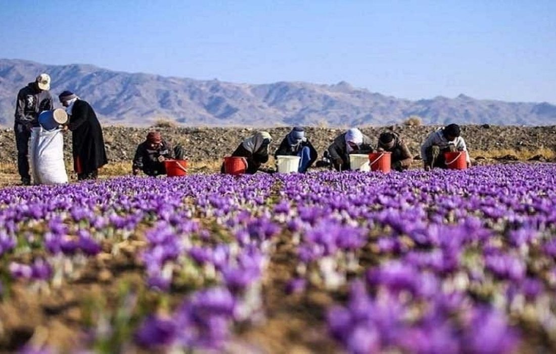 تولید زعفران کم آببر در اردبیل رکورد میزند