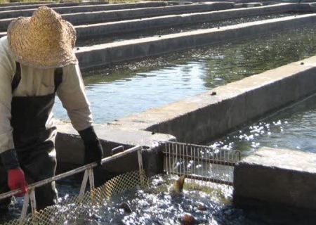 پایش مستمر مزارع پرورش ماهی در استان اردبیل با هدف ایجاد بانک اطلاعاتی